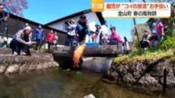 全長4.5キロ　疎水百選・金山大堰で越冬したコイの引っ越し　体長1メートル級の大物も　山形・金山町
