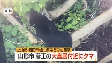 【クマ出没】蔵王半郷の赤い大鳥居から300メートルの路上付近で連日目撃　上山市・酒田市でも目撃　山形
