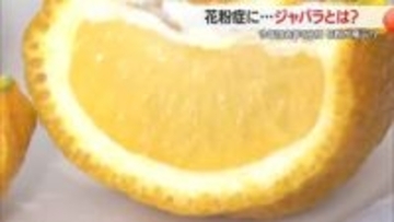 【花粉症】2026年は花粉が2倍飛ぶ!?　花粉症に効果的と期待される柑橘類「ジャバラ」　山形