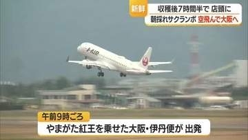 「空飛ぶサクランボ」大阪へひとっ飛び・4時間で完売　朝4時半収穫→正午に阪神百貨店で販売　山形