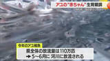 「“山形ブランド”にこだわり育てる　アユの赤ちゃん放流まで中間育成施設で約10センチに　山形・舟形町」の画像1