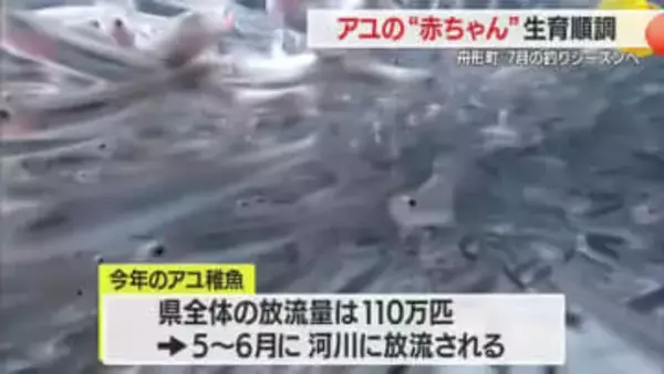 “山形ブランド”にこだわり育てる　アユの赤ちゃん放流まで中間育成施設で約10センチに　山形・舟形町