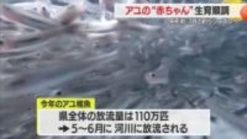 “山形ブランド”にこだわり育てる　アユの赤ちゃん放流まで中間育成施設で約10センチに　山形・舟形町