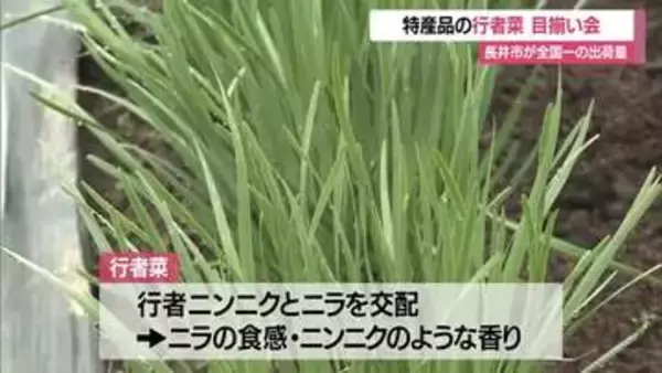 全国一の生産量を誇る長井市の「行者菜」目揃い会…暖かく例年より早い出荷開始【山形】