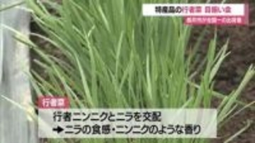全国一の生産量を誇る長井市の「行者菜」目揃い会…暖かく例年より早い出荷開始【山形】