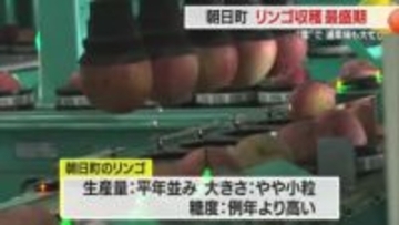 リンゴ主力品種「ふじ」収穫最盛期・雪で選果場フル稼働　やや小粒も例年より糖度高く美味　山形・朝日町