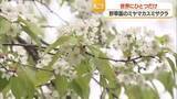 「世界にここだけ！　ミヤマカスミザクラ見ごろ　緑の葉にかれんな白い花びらが映える　山形市・野草園」の画像1