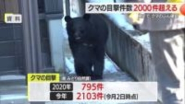 クマのふんにイチョウのタネ…県庁前・川西町の住宅敷地に出没　2025年目撃2103件・過去最多　山形
