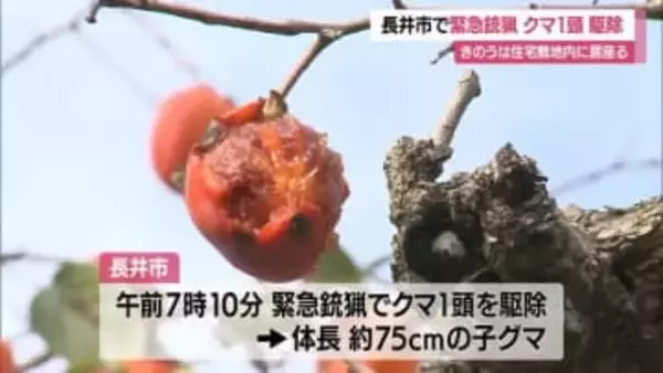 県内3例目の緊急銃猟…柿の木の上にいた体長75センチの子グマ駆除　前日に市長が事前許可　山形・長井市