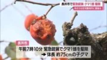 県内3例目の緊急銃猟…柿の木の上にいた体長75センチの子グマ駆除　前日に市長が事前許可　山形・長井市