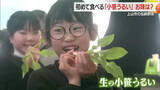 「地理的表示「GI」に登録された伝統野菜「小笹うるい」　小学生が歴史・栽培方法など学ぶ　山形・上山市」の画像1