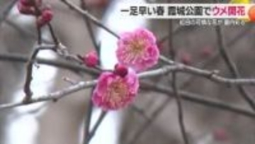 霞城公園でウメ開花　2週間ほどで満開・3月下旬まで楽しめそう　サクラは4月上旬咲き始め　山形