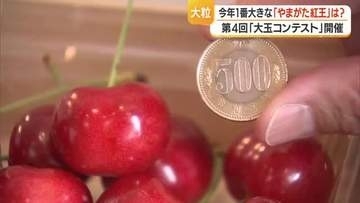 大玉品種「やまがた紅王」“一番の大玉”を競う！　500円玉より大きいサクランボを上野駅で販売　山形