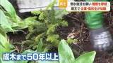 「成木になるまで50年以上・種から育てたアオモリトドマツの稚樹を初めて移植　蔵王の樹氷復活願い　山形」の画像1