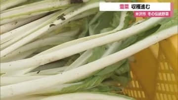 雪の下に置いて育てる雪国の伝統野菜「雪菜」の収穫作業盛ん　山形・米沢市