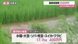 「7月26日の大雨で山形県内の農業被害3500万円」の画像1