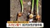 「アサツキと間違えみそ汁にして食す…80代女性が有毒植物スイセンで嘔吐・下痢の食中毒　山形・最上郡」の画像1