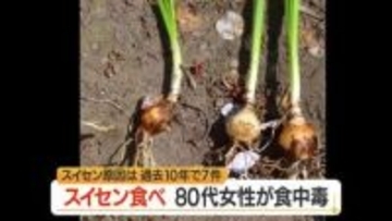 アサツキと間違えみそ汁にして食す…80代女性が有毒植物スイセンで嘔吐・下痢の食中毒　山形・最上郡