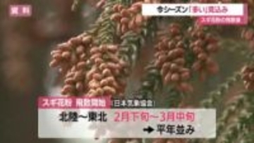 今年春のスギ花粉の飛散量は？日本気象協会が「飛散予測」・山形