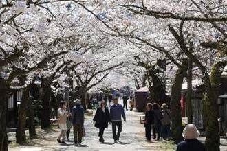 街道彩る薄ピンクのトンネル　新庄の「がいせん桜」満開