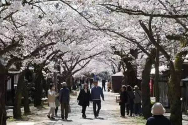 街道彩る薄ピンクのトンネル　新庄の「がいせん桜」満開