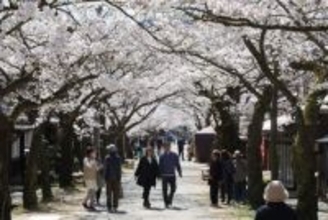 街道彩る薄ピンクのトンネル　新庄の「がいせん桜」満開