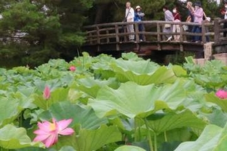 岡山・高松城址公園「宗治ハス」開花　 12日に蓮見会 お茶や菓子振る舞う