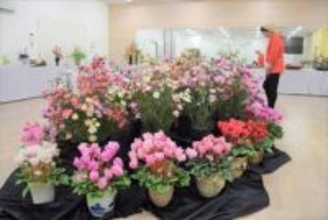 本物そっくりの花や植物120点　真庭でクレイアート作品展