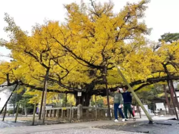 逆木のイチョウ 鮮やかさ増す黄色　久米南・誕生寺、見頃迎える