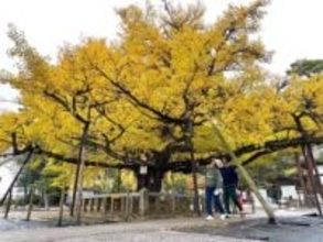 逆木のイチョウ 鮮やかさ増す黄色　久米南・誕生寺、見頃迎える