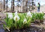 「遅い春の訪れ告げるミズバショウ　岡山県立森林公園18日オープン」の画像1