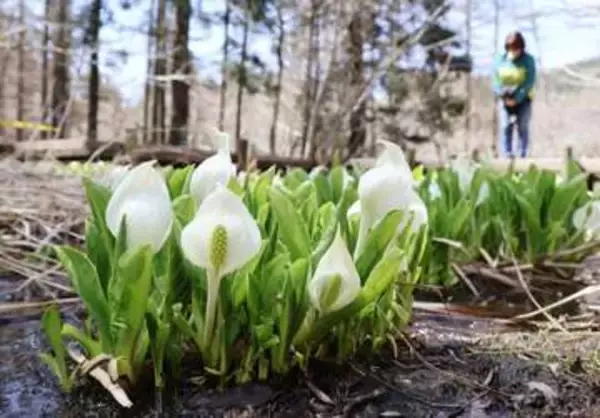 遅い春の訪れ告げるミズバショウ　岡山県立森林公園18日オープン