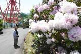 「シャクナゲ色とりどり　真庭・蒜山高原センターで「祭り」」の画像1