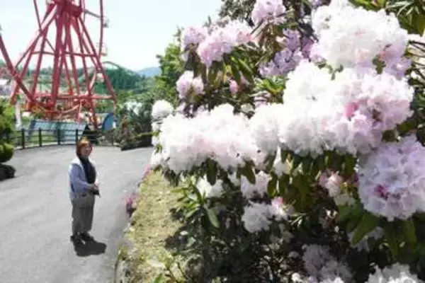 シャクナゲ色とりどり　真庭・蒜山高原センターで「祭り」