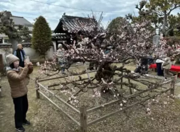 紅白の花、家族連れ満喫　仁科博士生家で観梅会