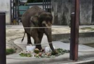 ボルネオゾウ「ふく」 28歳おめでとう　タカオ福山動物園で誕生日イベント