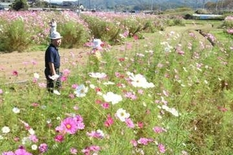 秋風に揺れ80万本　真庭・北房地域でコスモスまつり