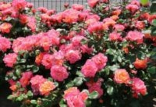 世界会議記念のバラ 愛称考えて　福山市 選考の2品種普及へ公募