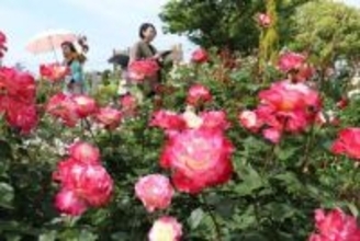 福山ばら祭（16、17日）会場で花見頃　ムード盛り上げ、ライトアップも