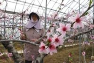 春の訪れ告げる淡いピンク満開　勝央町で温室桃の受粉作業開始