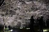 「新見・羅生門さくら公園で夜桜楽しむ　ソメイヨシノなど、29日までまつり」の画像1