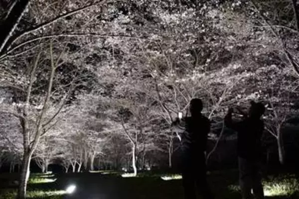 新見・羅生門さくら公園で夜桜楽しむ　ソメイヨシノなど、29日までまつり