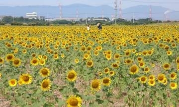 黄色鮮やか どこまでも咲き誇る　笠岡湾干拓地でヒマワリ見頃
