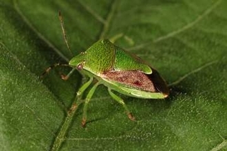 カメムシ類注意報2年ぶり発令　岡山県、防除徹底を