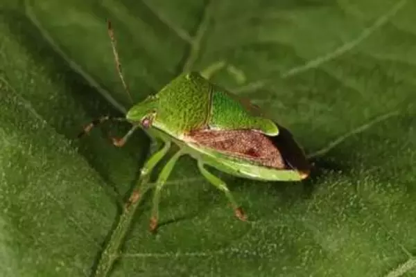カメムシ類注意報2年ぶり発令　岡山県、防除徹底を