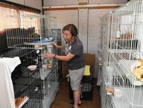 保護猫ハウス支援して　真庭のNPO、受け入れ増で資金不足　一時預かりや里親募集　