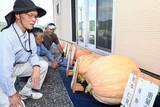 「巨大カボチャ重さ競う　美作・中尾審査会　10人出品、色や形も」の画像1