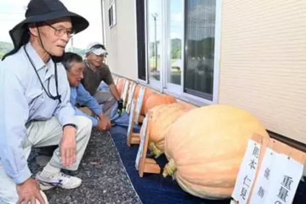 巨大カボチャ重さ競う　美作・中尾審査会　10人出品、色や形も