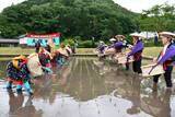 「太鼓、歌に合わせ田植え 新見・神郷　早乙女がテンポよく」の画像1