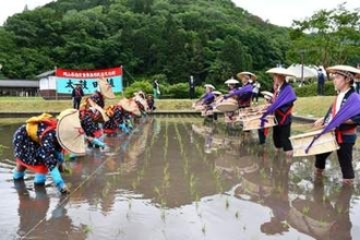 太鼓、歌に合わせ田植え 新見・神郷　早乙女がテンポよく